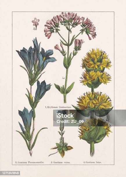 Magnoliids Gentianaceae Chromolithograph Published In 1895 Stock Illustration - Download Image Now