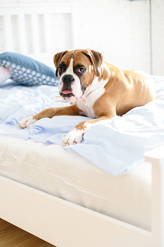 Dog on the bed