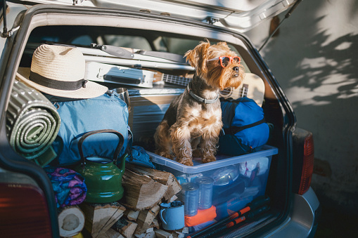 Full car trunk with a camping equipment and a Yorkshire Terrier dog wearing sunglasses ready for a vacation