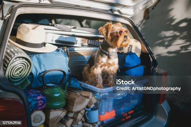 Cute Little Terrier Dog Wearing Sunglasses In A Full Car Trunk Ready For A Vacation Stock Photo - Download Image Now