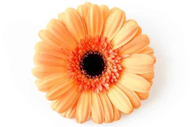 istock Orange gerbera flower on the white background. Flat lay, top view 1271344498