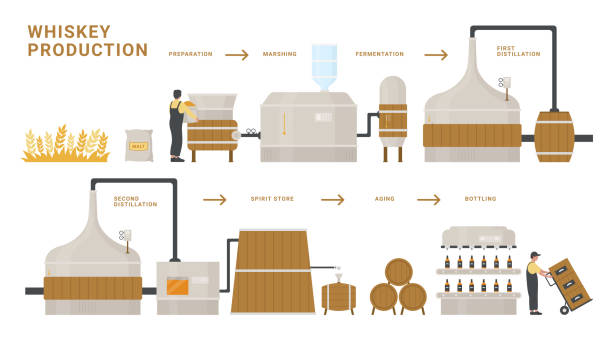 ilustraciones, imágenes clip art, dibujos animados e iconos de stock de ilustración vectorial del proceso infográfico de producción de whisky, cartel de educación de información plana de dibujos animados de fermentación, destilación, envejecimiento y embotellado de alcohol de whisky - alambique