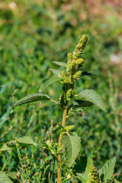 istock Amaranthus retroflexus (Red-root amaranth, redroot pigweed,  common amaranth, pigweed amaranth, and common tumbleweed). Weed and medicinal plant 1271346144