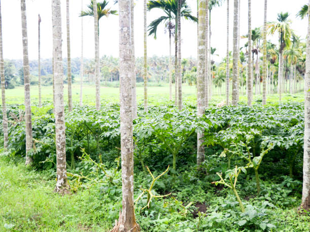Elephant foot yam cultivation in the areca nut plantation Elephant foot yam cultivation in the areca nut plantation, organic farming amorphophallus paeoniifolius stock pictures, royalty-free photos & images