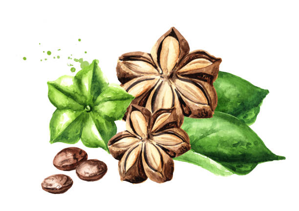 Sacha Inchi peanut, fresh green and dried capsule seeds fruits and leaves, Plukenetia volubilis. Watercolor hand drawn illustration, isolated on white background Sacha Inchi peanut, fresh green and dried capsule seeds fruits and leaves, Plukenetia volubilis. Watercolor hand drawn illustration, isolated on white background plukenetia volubilis sacha inchi sacha peanut mountain peanut stock illustrations