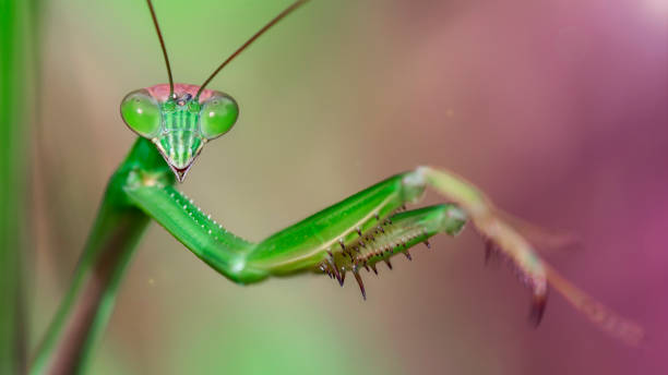 closeup portrait of a beautiful green praying mantis staring at the photo. Gracious and fragile insect. Giant eyes and big claws for hunting. Green and pink background. Macro photo in the jungle of Koh Lanta, Thailand. stock photo