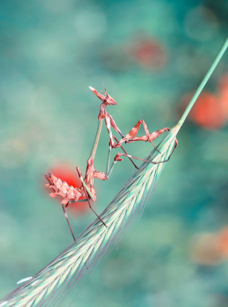 istock Beautiful European mantis 1271349929
