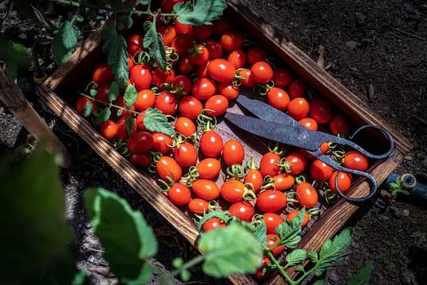 Photo of Cherry tomatoes harvest on a wooden box at Mediterranean home farm