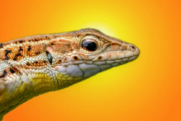 Closeup  Beautiful lizard in the garden