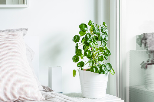 Pilea peperomioides, more commonly known as Chinese money plant, pancake plant, UFO plant, lefse plant, in white pot, on white bedside table next to bed and window.