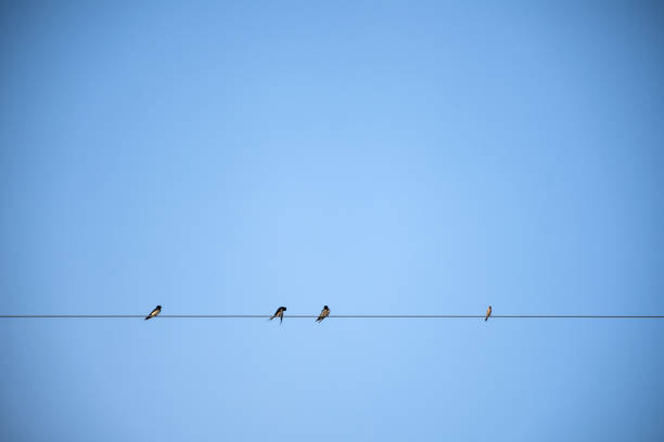 istock Birds on elecricity wire with blue sky. 1271357406