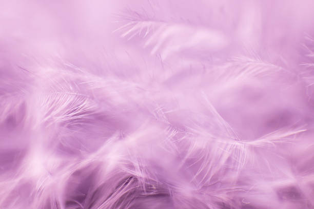 istock abstract background with light bird feathers closeup shot, pink background 1271358459