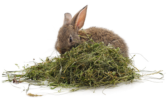 Brown rabbit on hay isolated on a white background.