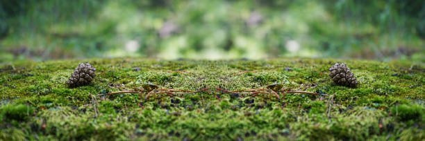 istock A stone covered with green moss in the forest. Wildlife landscape. 1271360116