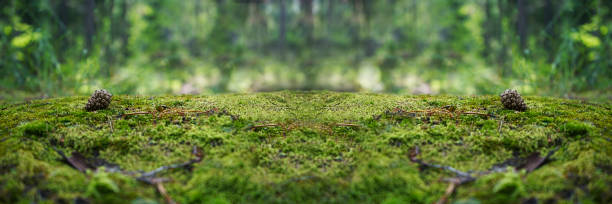 una pietra ricoperta di muschio verde nella foresta. paesaggio faunistico. - wood product foto e immagini stock