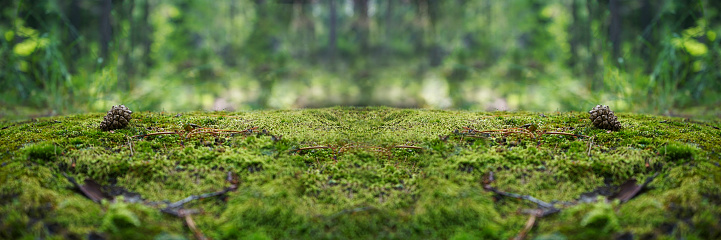 A stone covered with green moss in the forest. Wildlife landscape. Green nature banner with copy space for your design. Empty space for the product.