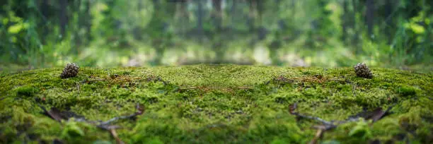 Photo of A stone covered with green moss in the forest. Wildlife landscape.