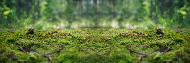 камень, покрытый зеленым мхом в лесу. пейзаж дикой природы. - evergreen tree фотографии стоковые фото и изображения