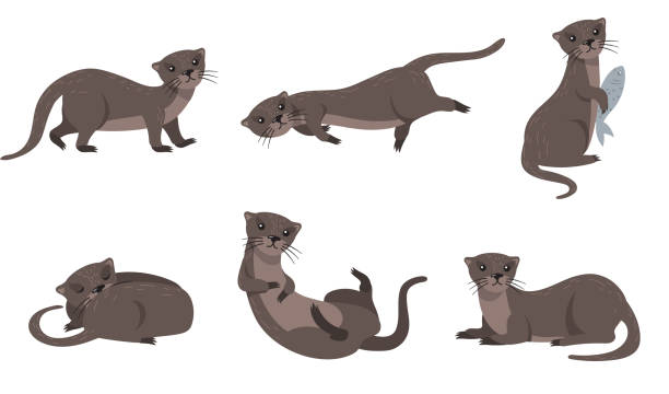 Cute weasel set Cute weasel set. Cartoon animal in different poses and actions, otter holding fish, sleeping, walking, swimming. For wildlife, fur, nature concept stoat mustela erminea stock illustrations