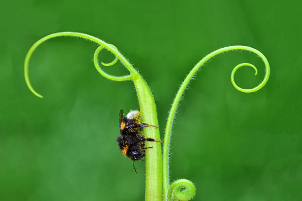 Beautiful  Bee macro in green nature