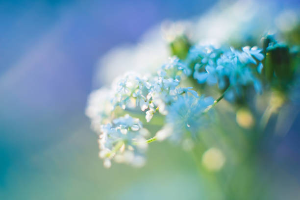 Macro. Small white flowers on a blurred background in summer day. Field flowers. Blurred Background