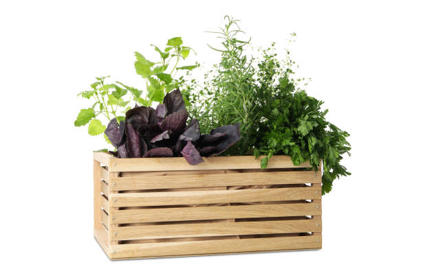 istock Wooden box with different herbs isolated on white background 1271369083