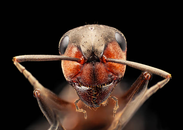Red ant under microscope portrait, isolated on black background Ant under microscope ant photos stock pictures, royalty-free photos & images