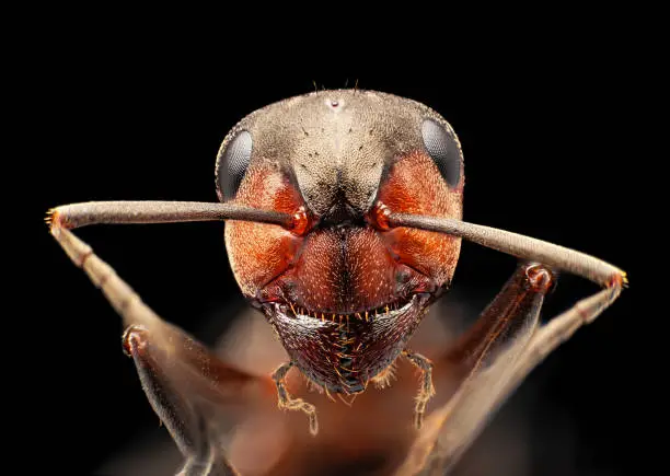 Photo of Red ant under microscope portrait, isolated on black background