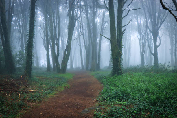 istock Amazing wood covered with mist 1271369270
