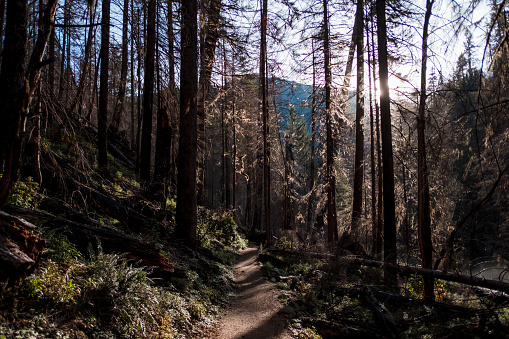 hiking through the forest to umpqua hot springs outside of bend