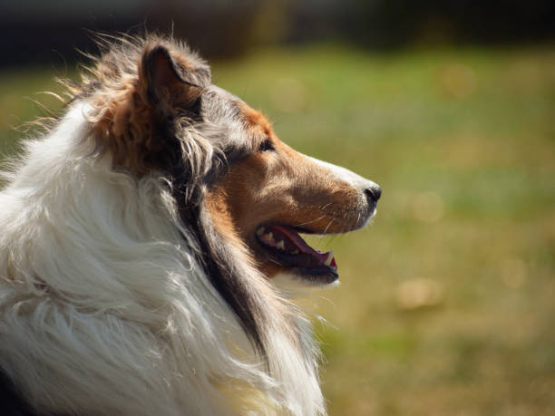 istock Shetland Sheepdog Sitting Outside 1271369853