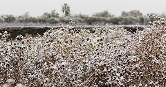Snow day in the dry bush. in Maipú, Mendoza Province, Argentina