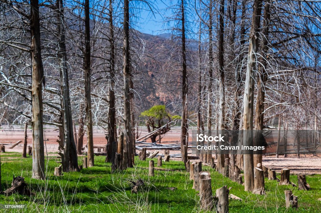Tree in the middle of the dry trees. Tree in the middle of the dry trees. in Maipú, Mendoza Province, Argentina Adventure Stock Photo