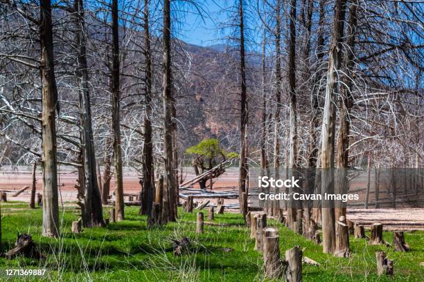 Tree In The Middle Of The Dry Trees Stock Photo - Download Image Now - Adventure, Argentina, Beauty