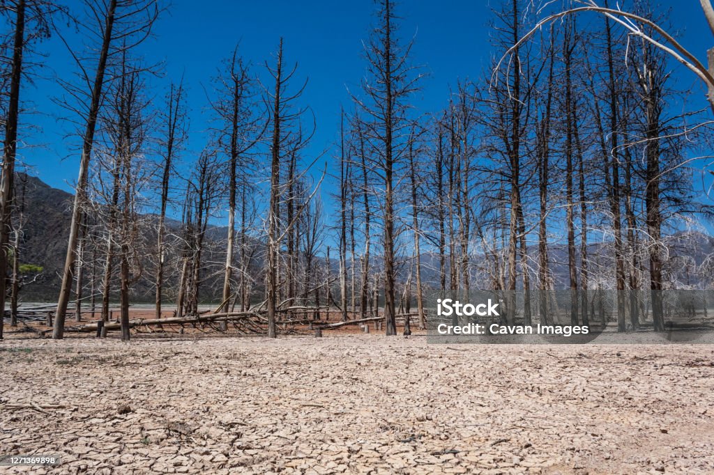 Dry trees in the middle of drought. Dry trees in the middle of drought. in Maipú, Mendoza Province, Argentina Accidents and Disasters Stock Photo