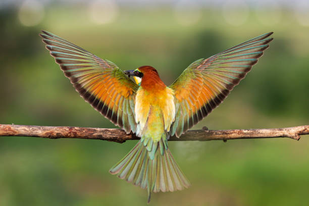 istock bird of paradise spread its wings wide 1271369955