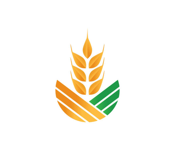 ilustrações de stock, clip art, desenhos animados e ícones de wheat seed stalk field vector for illustration template - golden wheat