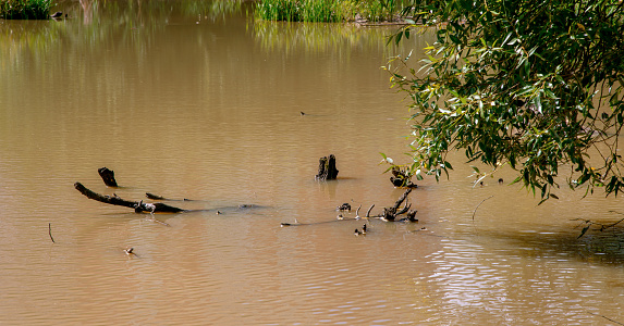 Muddy tropical river with dirt water with wooden log after rain