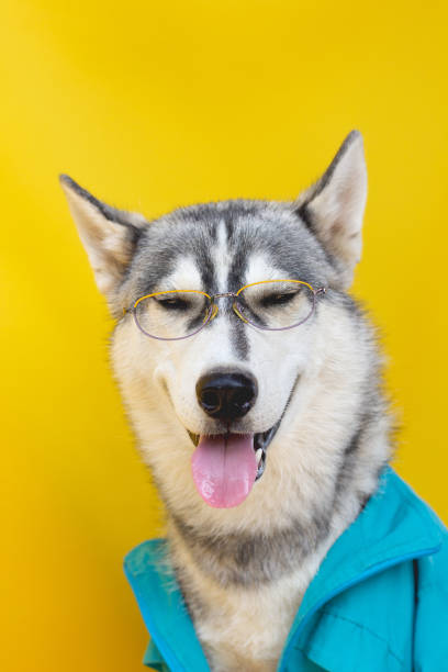 istock Funny husky dog in a jacket 1271373878