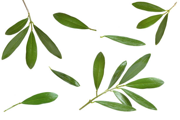 olijfbladeren en takken op witte achtergrond - olijfblad stockfoto's en -beelden