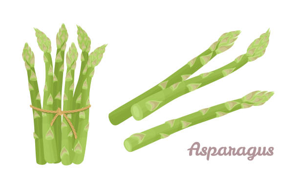 ilustrações, clipart, desenhos animados e ícones de conjunto de aspargos verdes. vegetais frescos isolados no fundo branco. comida saudável. ilustração vetorial em estilo plano de desenho animado. - asparagus