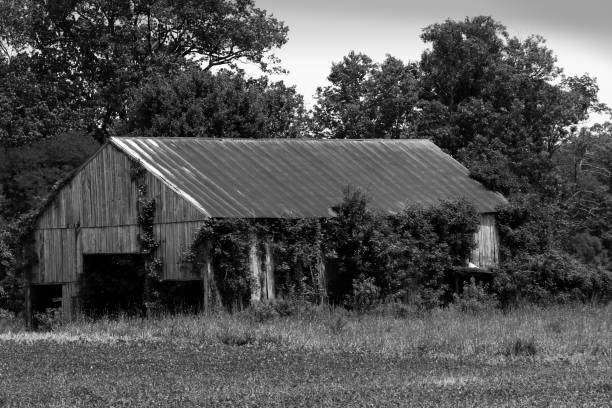 istock Black and White Farm Series #8 1271374603
