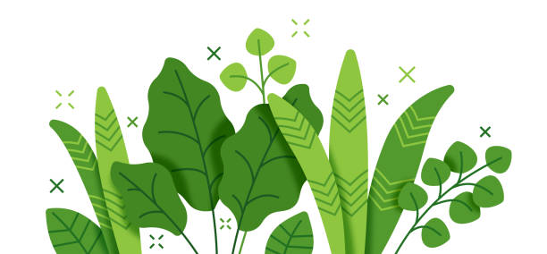 Tropical leaf and plant undergrowth forest foliage growth border line drawing.