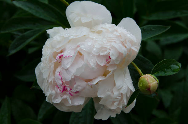 istock fabulous smells of warm summer 1271375665