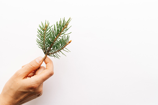 Christmas fresh spruce branch on a white background. minimalistic concept. Flat lay, top view, where you want to copy.