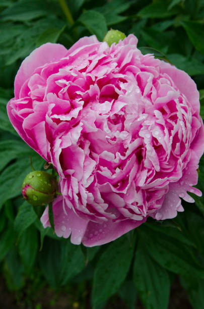 istock fabulous smells of warm summer 1271375910