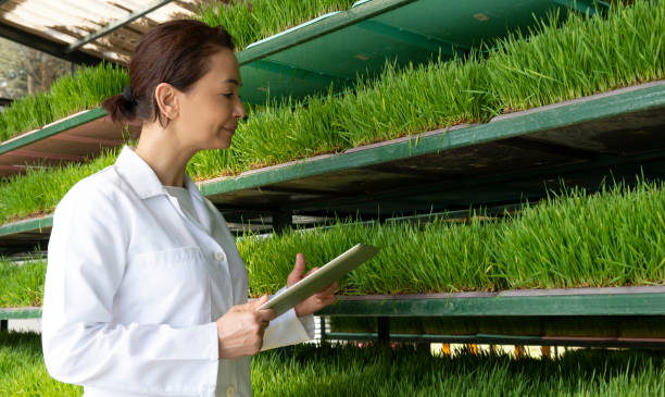 istock Agronomist with Wheatgrass 1271377386
