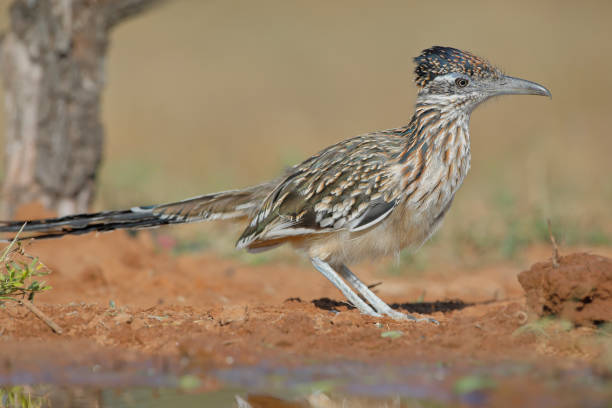 istock Greater Roadrunner (Geococcyx californianus), South Texas, USA 1271377580