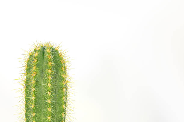 istock Layout with a green cactus on a white background 1271377714