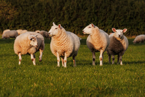istock Sheep and lamb in the field 1271378537